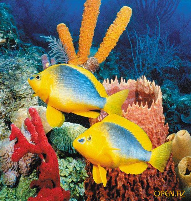 №695937 - оригинал