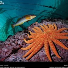 Схема вышивки «№695948»