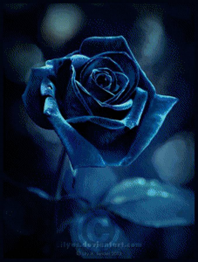 Синяя роза - цветы, роза - предпросмотр