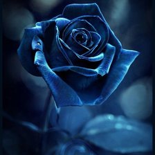 Оригинал схемы вышивки «Синяя роза» (№695968)
