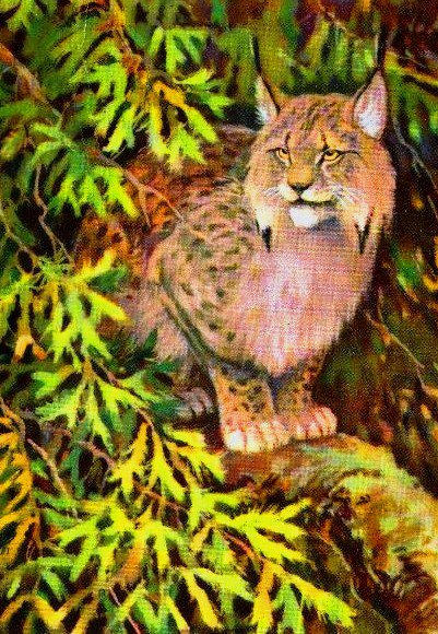 рысь - природа, животные, кошки, рысь, хищники - оригинал