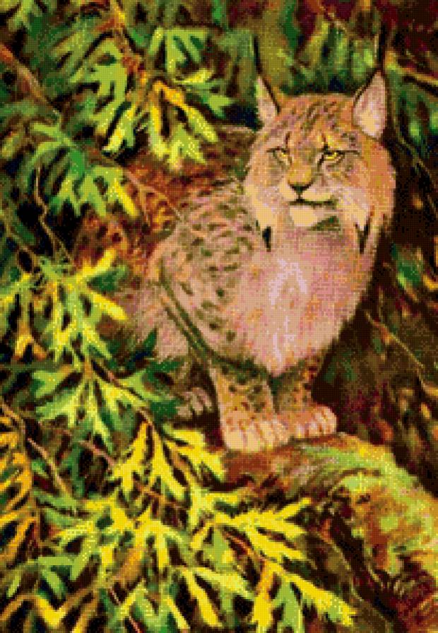 рысь - рысь, кошки, животные, хищники, природа - предпросмотр