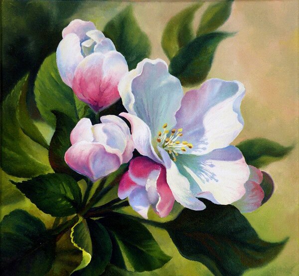 Цвет яблони - цвет яблони, яблоня, весна - оригинал