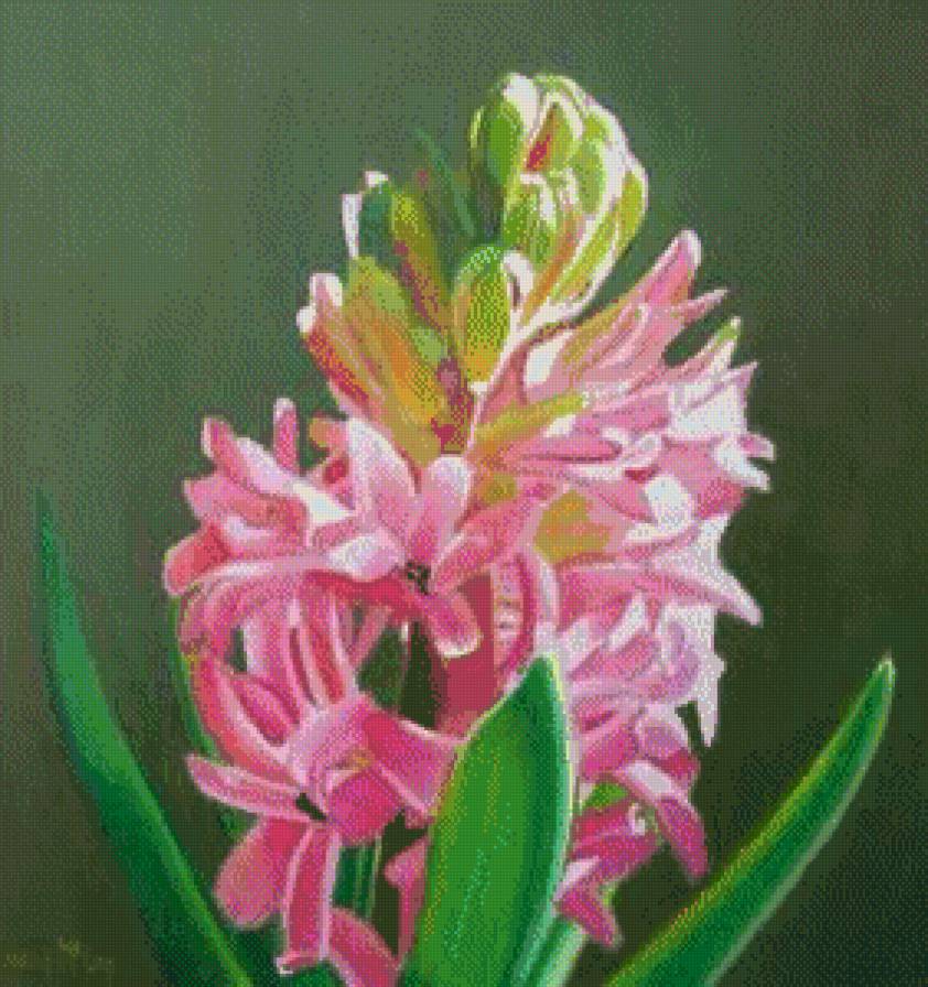 Гиацинт - гиацинт - предпросмотр