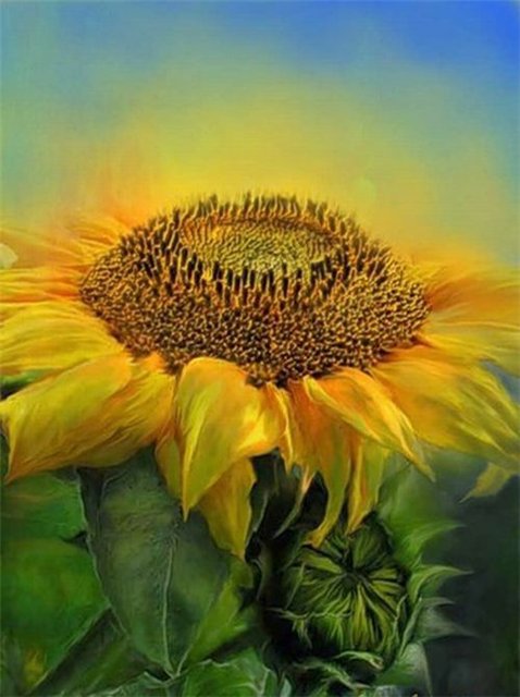 подсолнух - солнце, цветок, лето, подсолнух - оригинал