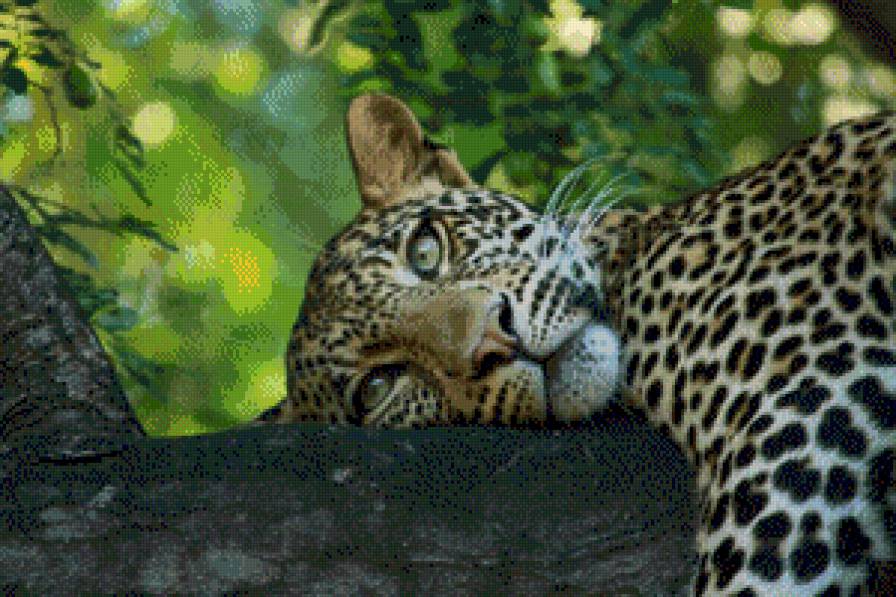 Эти глаза напротив - животные, леопард - предпросмотр