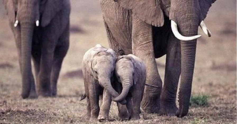 Семья - слоны, слоник, животные - оригинал