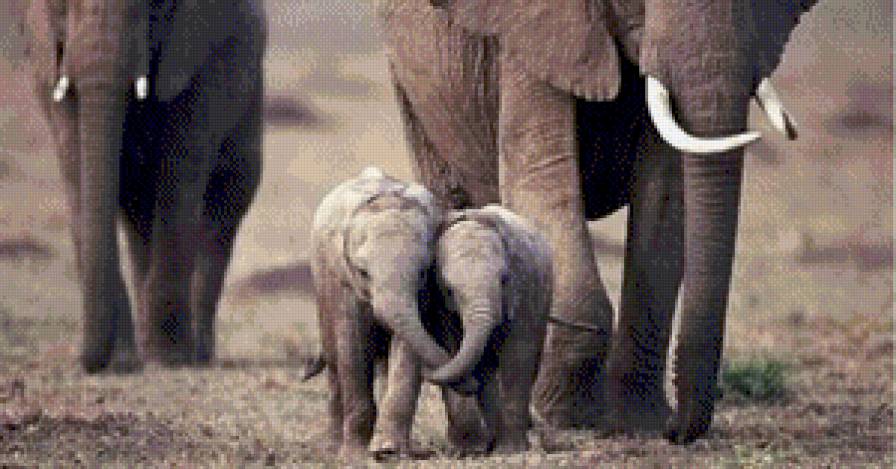 Семья - животные, слоны, слоник - предпросмотр