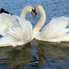 Схема вышивки «Лебединая любовь»