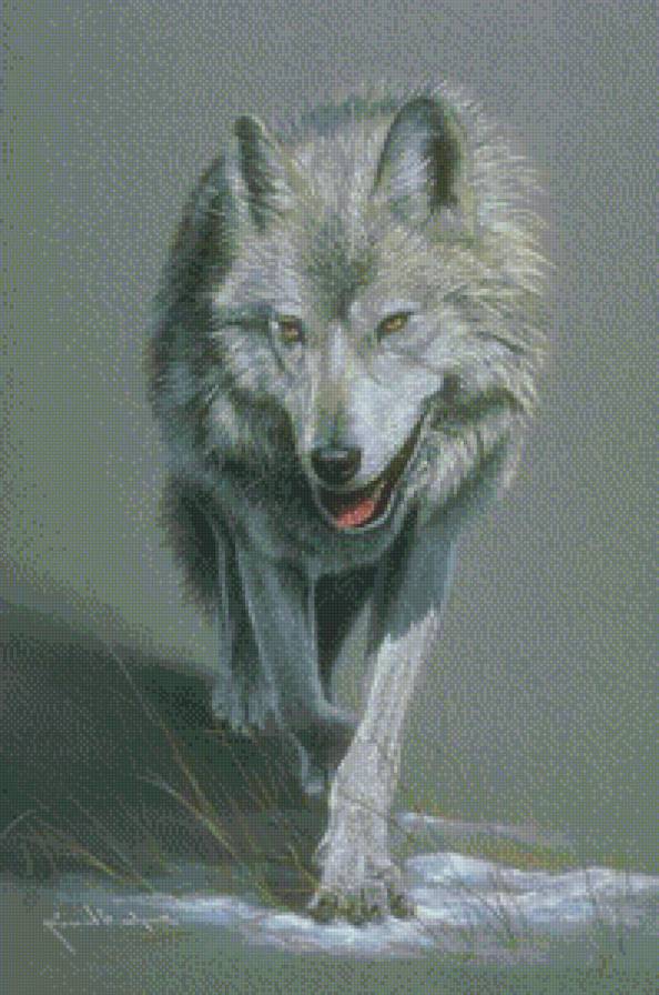 Волк - дикие животные, хищники, волк - предпросмотр