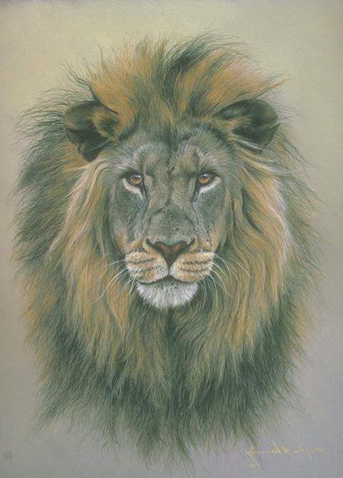 Лев - лев, хищники, дикие животные - оригинал