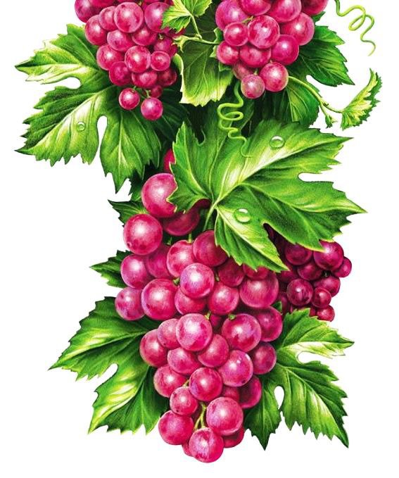 гроздь - виноград, сад, вкуснятина - оригинал