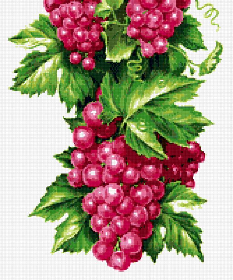 гроздь - сад, виноград, вкуснятина - предпросмотр