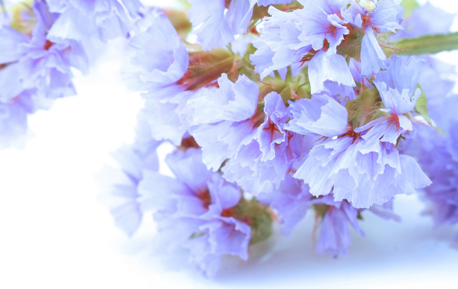 №697414 - цветы - оригинал