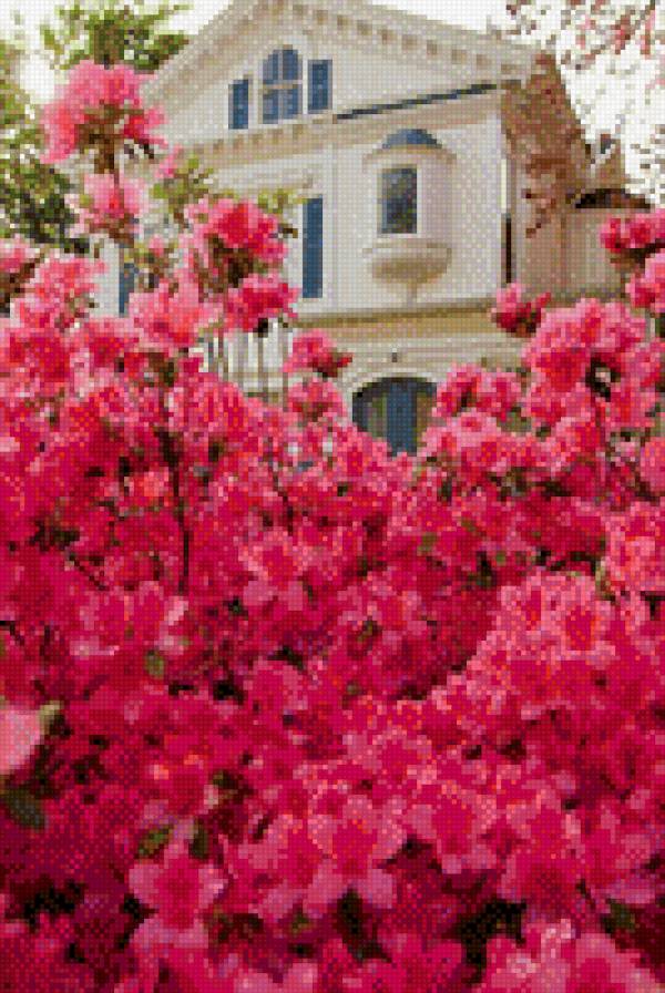 Азалия - предпросмотр