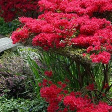 Схема вышивки «Азалия»