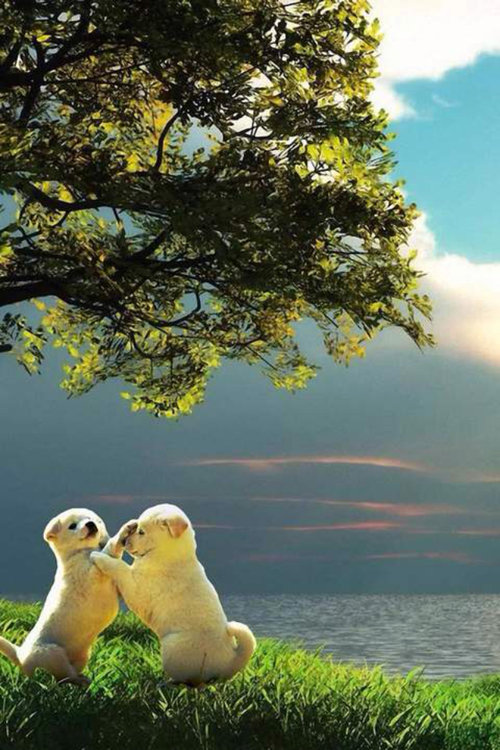 Labrador - оригинал