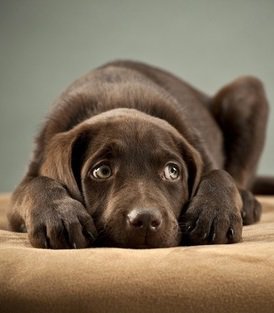 Labrador - оригинал