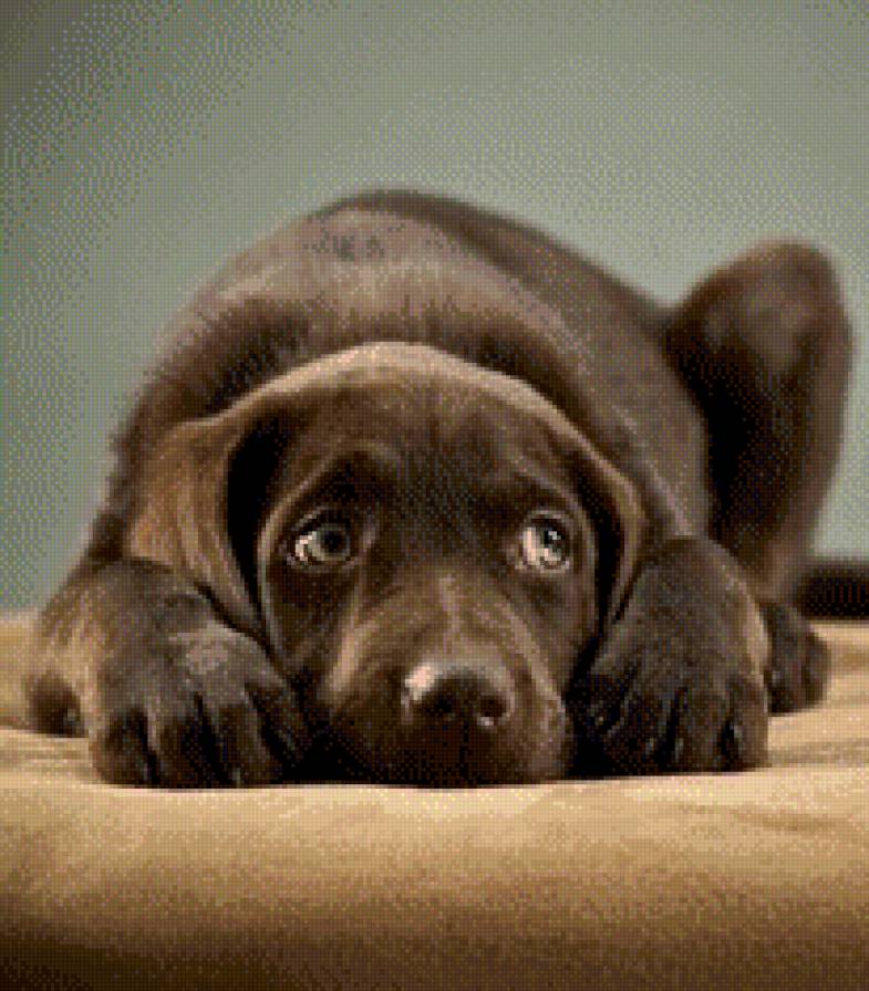 Labrador - предпросмотр