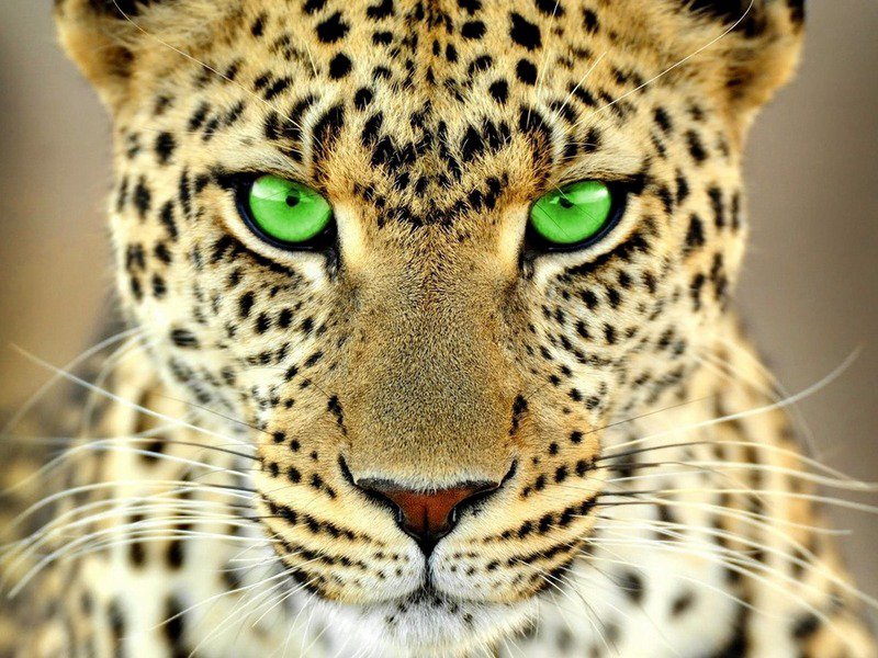 Леопард - животние - оригинал