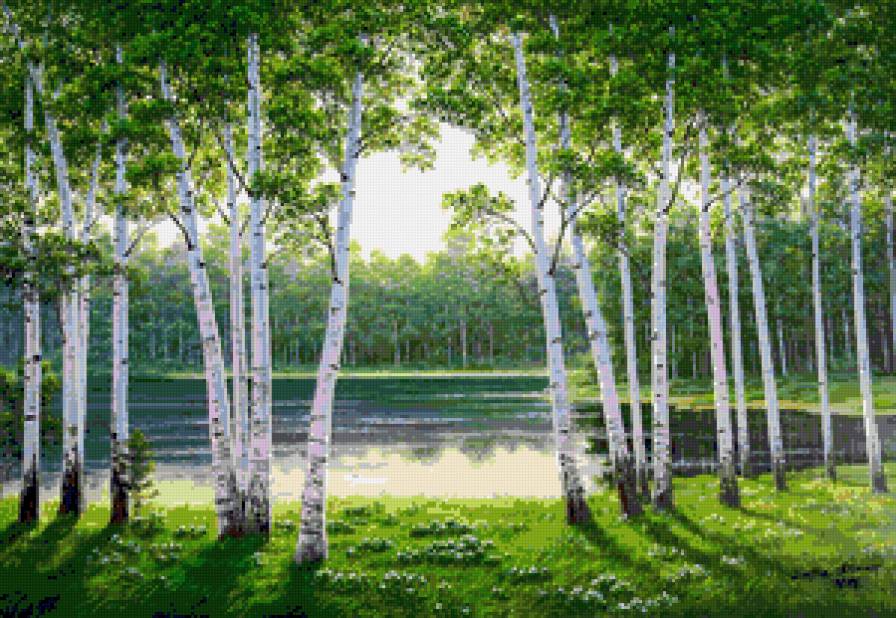 Березки у озера - природа - предпросмотр