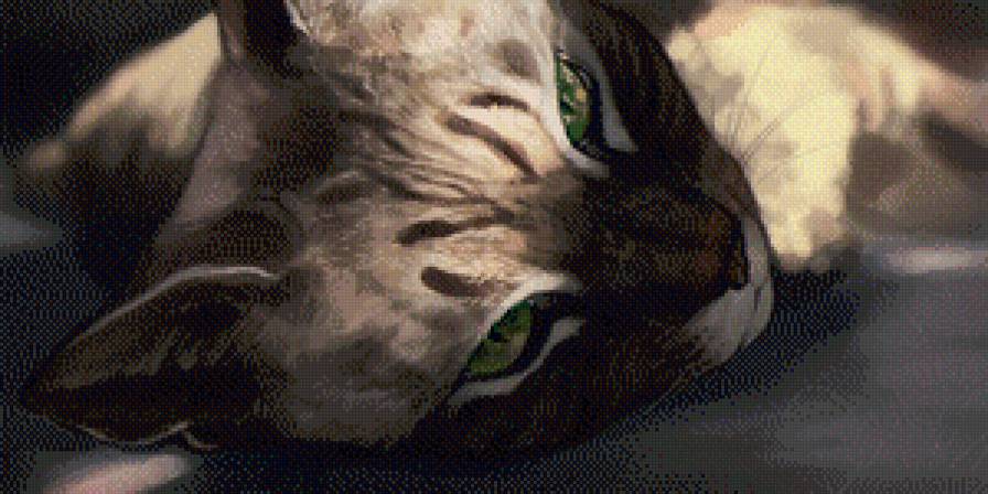 Кошачий взгляд - кошка, кот, взгляд, глаза - предпросмотр