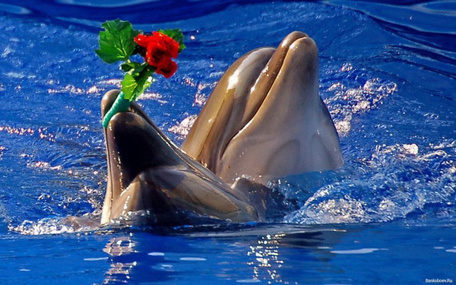 №699127 - оригинал