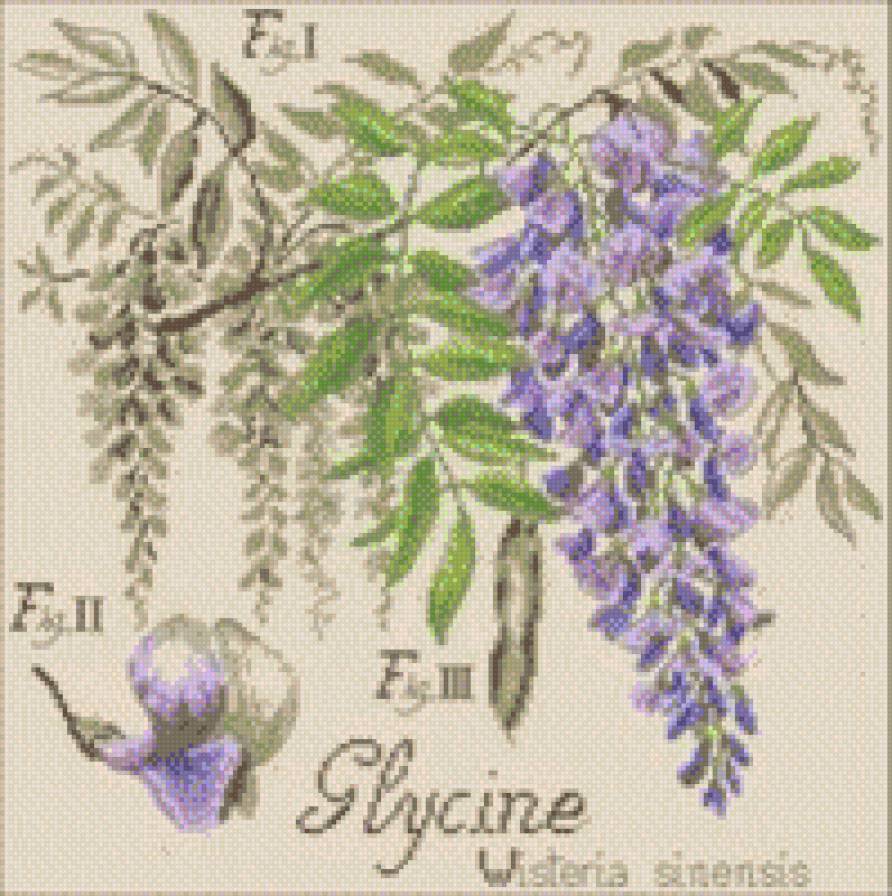 glicine - flowers - предпросмотр