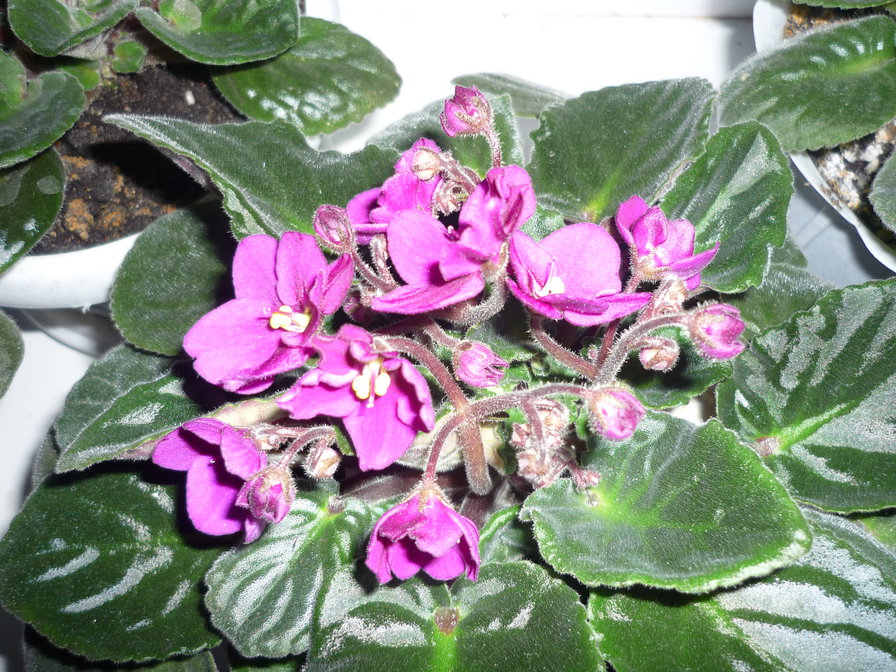 фиалки - оригинал