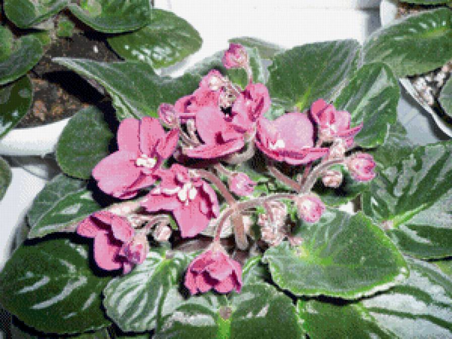 фиалки - предпросмотр