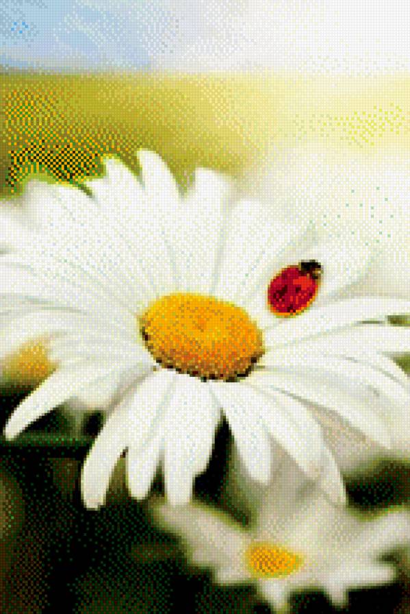 ромашка - цветы - предпросмотр