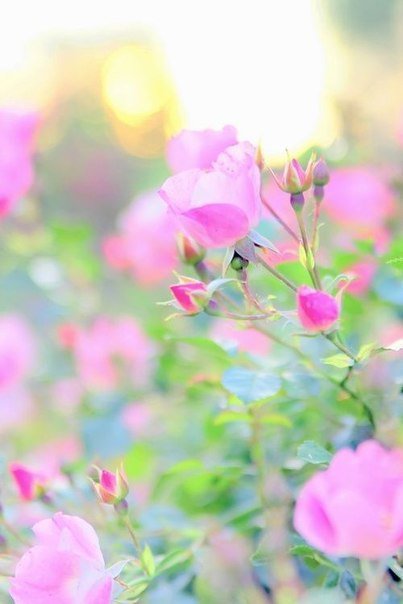 №699716 - оригинал