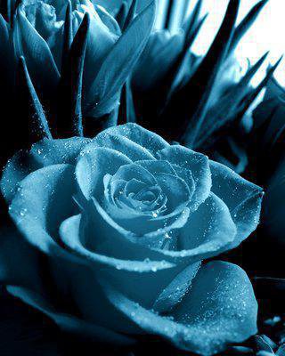синяя роза - роза, цветы - оригинал