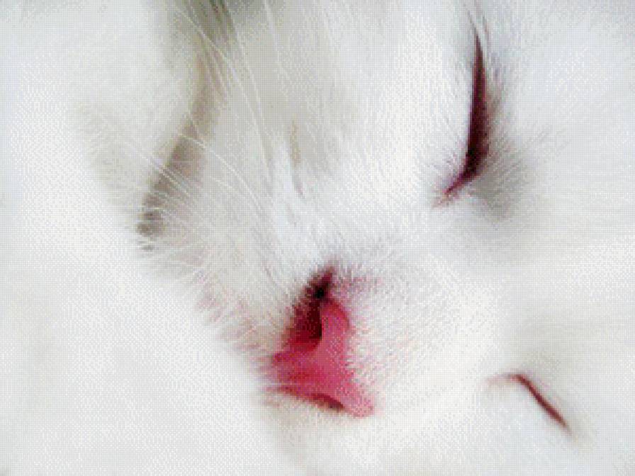 белая киса - кошка - предпросмотр