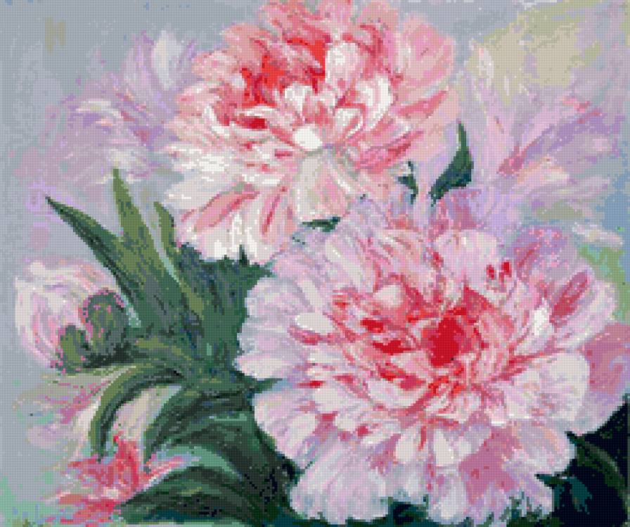 розовые пионы - цветы, пионы - предпросмотр