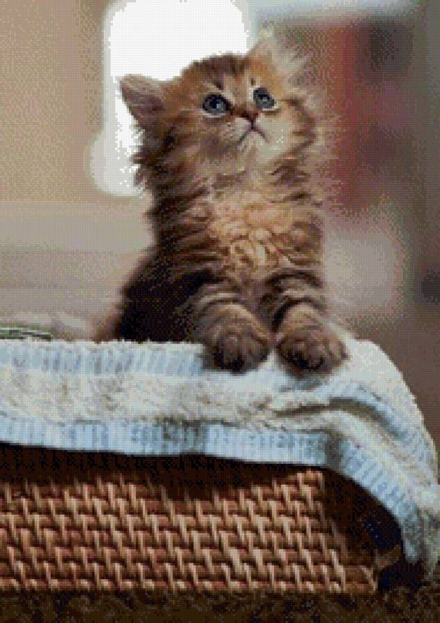 котёнок в карзинке - животное, котенок, кошки - предпросмотр