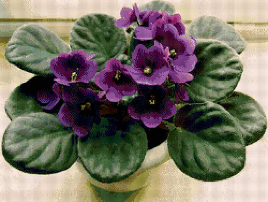 серенивая фиалка - цветы, фиалка - предпросмотр