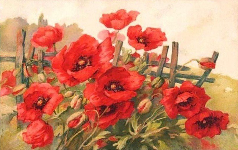 Маки - оригинал