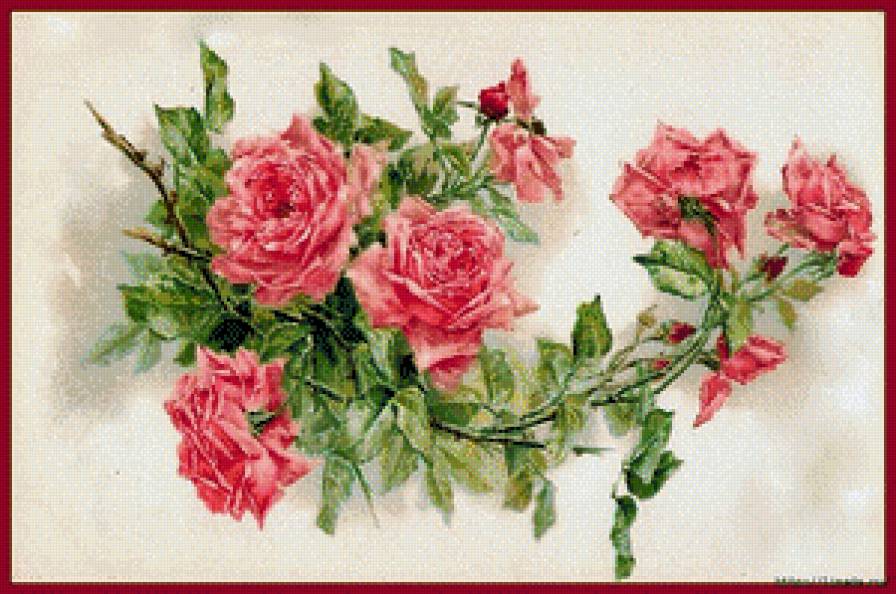 розы - цветы - предпросмотр