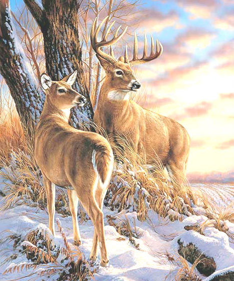 Зимовка олений - олени, животные, в лесу, олень - оригинал