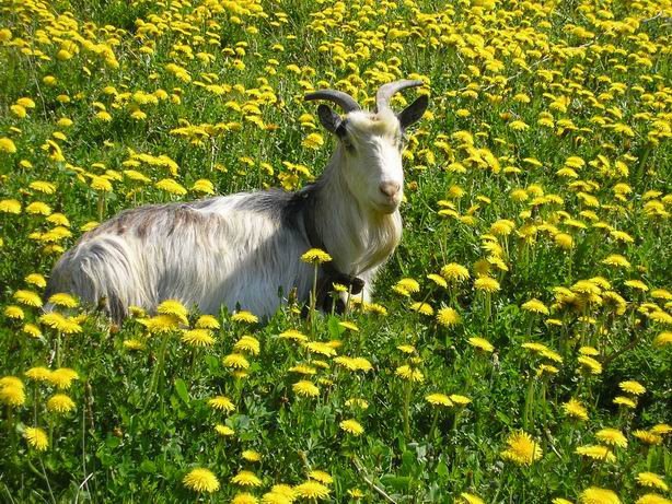 Коза на лугу - коза - оригинал