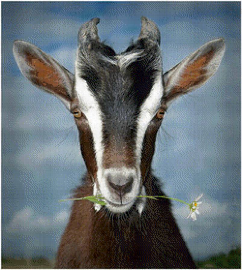 козочка с ромашкой - коза - предпросмотр