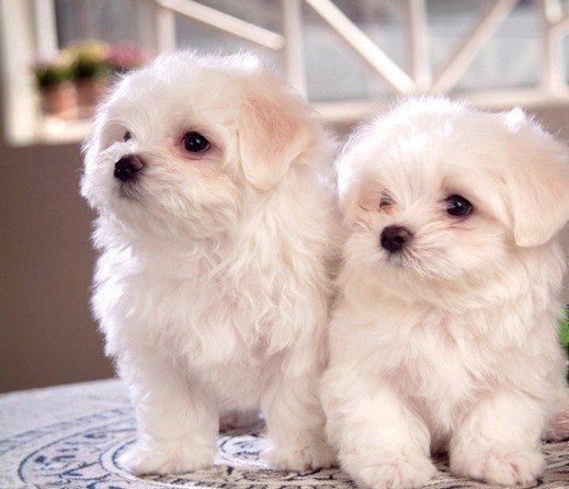 Парочка - пара, собаки - оригинал