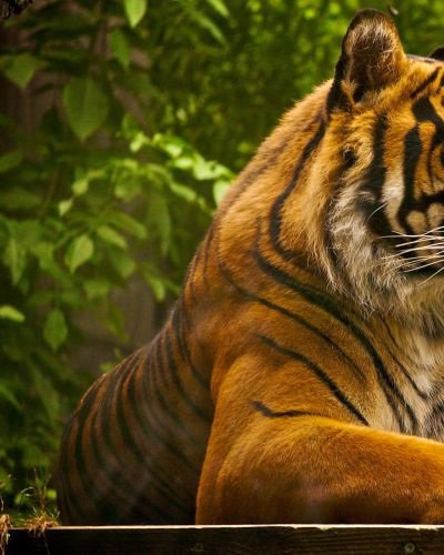 Тигр Часть 1 - оригинал