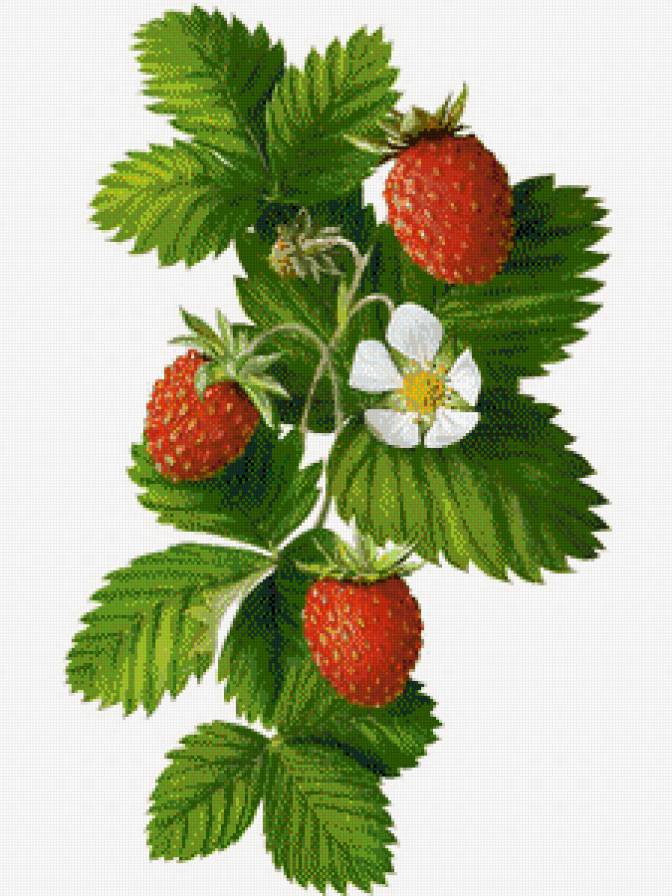 Земляника - на кухню, земляника, ягоды - предпросмотр