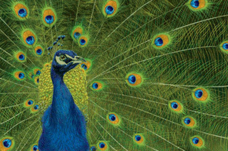 павлин - павлины, павлин, птицы - предпросмотр