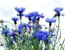 Васильки - васильки - оригинал