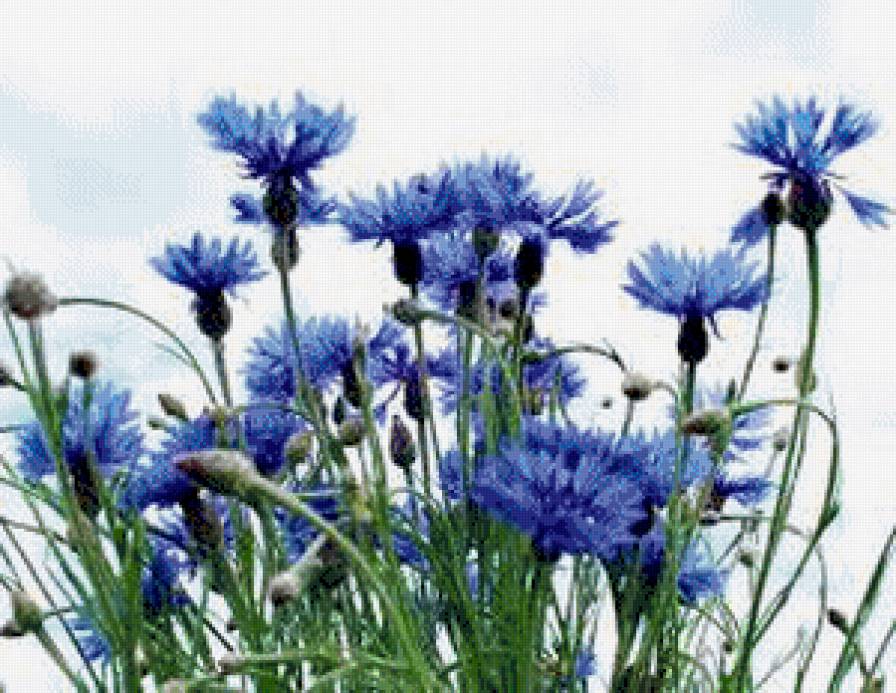 Васильки - васильки - предпросмотр