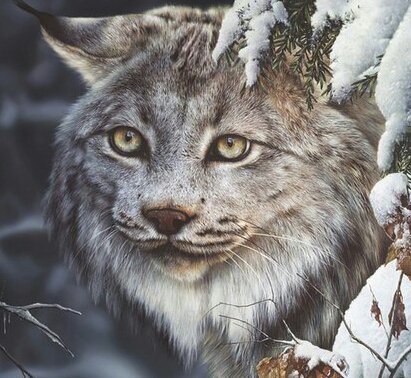 Рысь - кошки, рысь, зима - оригинал