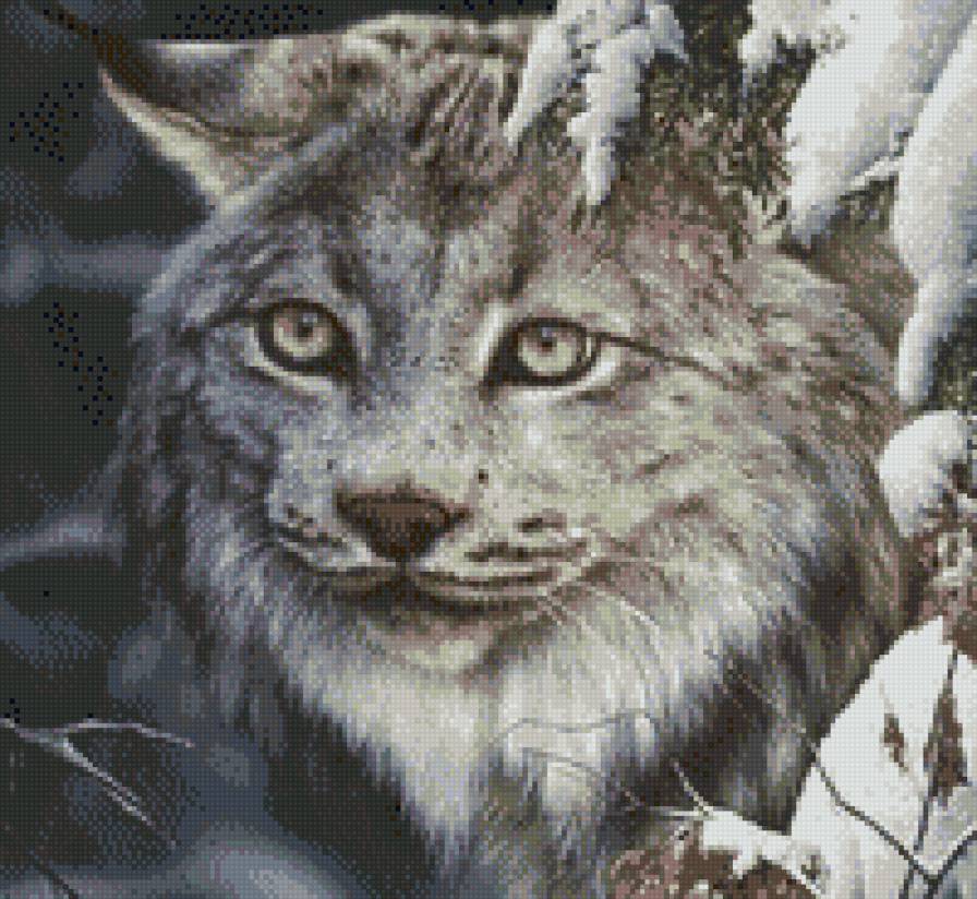 Рысь - рысь, зима, кошки - предпросмотр